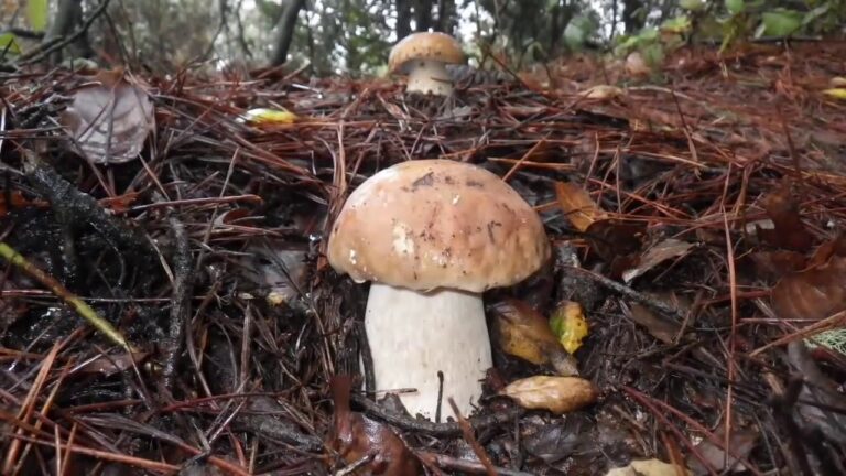 Scopri i Tempi di Crescita dei Funghi: La Velocità Sorprendente della Natura!